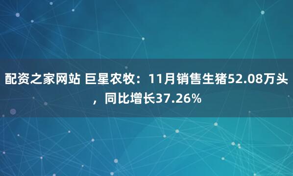 配资之家网站 巨星农牧：11月销售生猪52.08万头，同比增长37.26%